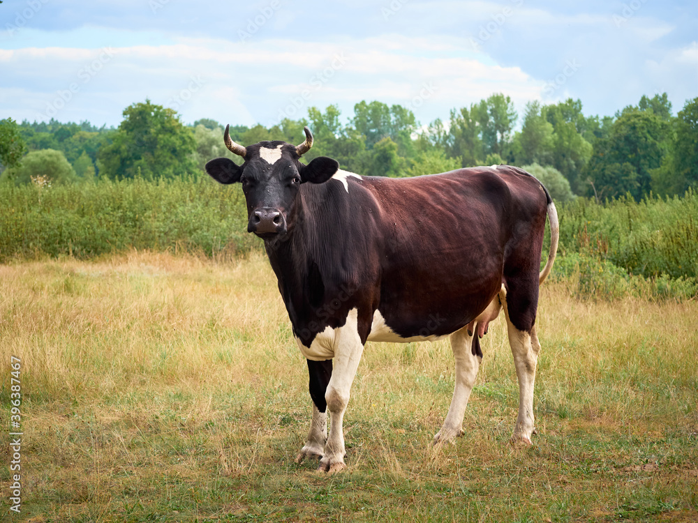Cow on a green field. Cow on a green field.