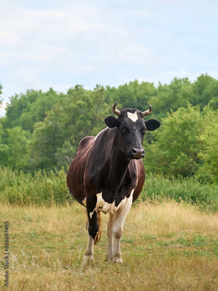 Cow on a green field.