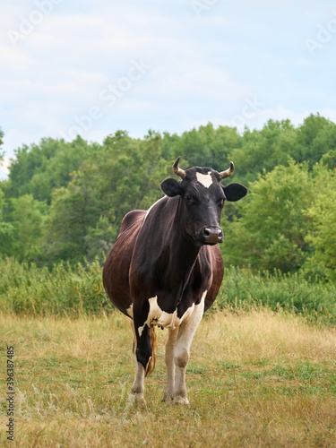 Wallpaper Mural Cow on a green field. Torontodigital.ca