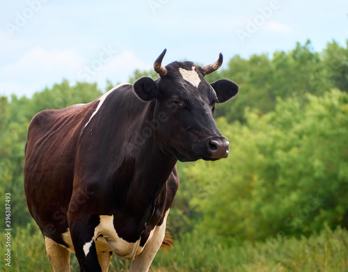 Fototapeta Naklejka Na Ścianę i Meble -  Cow on a green field.