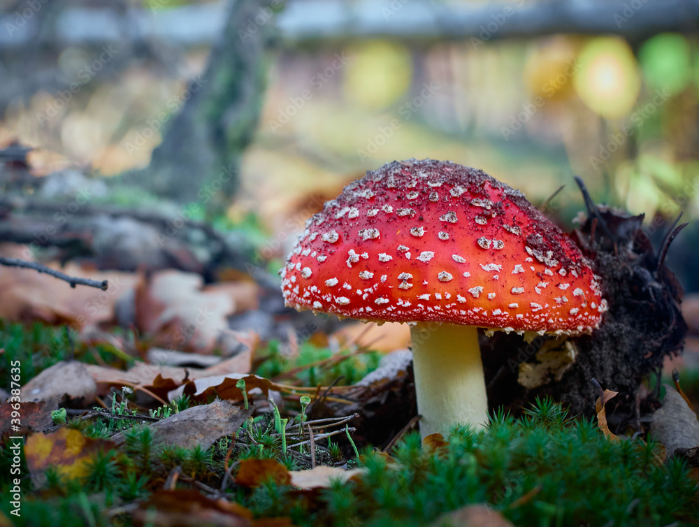 Fly agaric in the autumn forest. Fly agaric in the autumn forest.