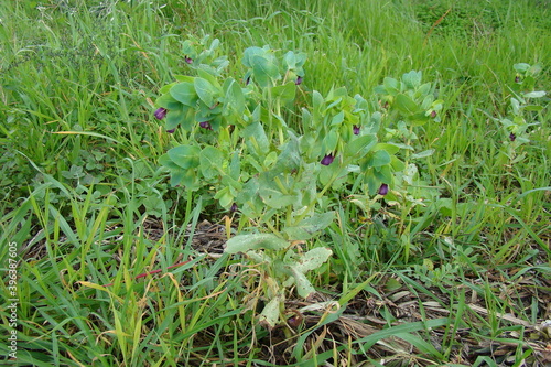 Greater Honeywort (Cerinthe major)  photo