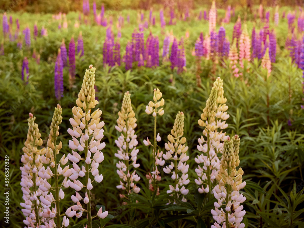Purple lupin flowers blooms in the field. Purple lupin flowers blooms in the field.