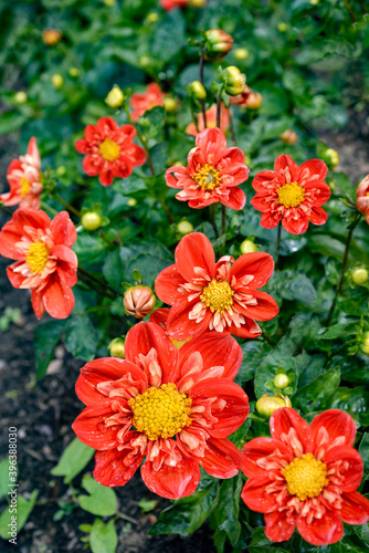 red and yellow flowers in garden