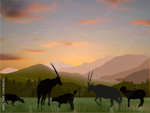 goats silhouettes near mountains at sunset