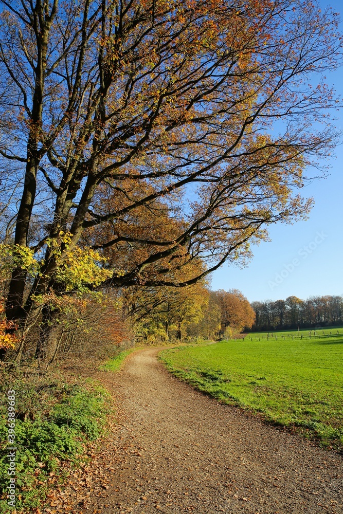 View over path on rural landscape in autumn with bare trees and green meadow on sunny day - Viersen, Germany