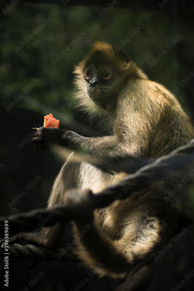 Obraz premium Mono araña comiendo, gracioso