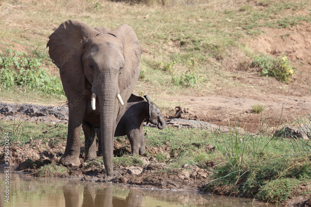 Fototapeta premium Afrikanischer Elefant am Olifants River / African elephant at Olifants River / Loxodonta africana.