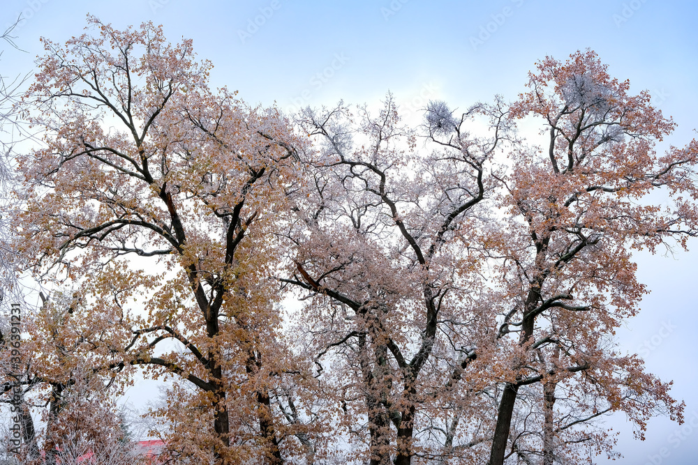 the tree with orange leaves covered with frost the tree with orange leaves covered with frost
