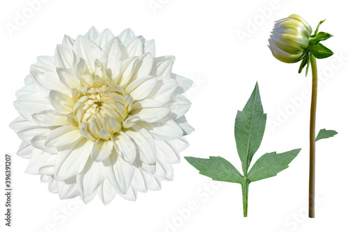 set of white dahlia flower with bud and leaves isolated on white