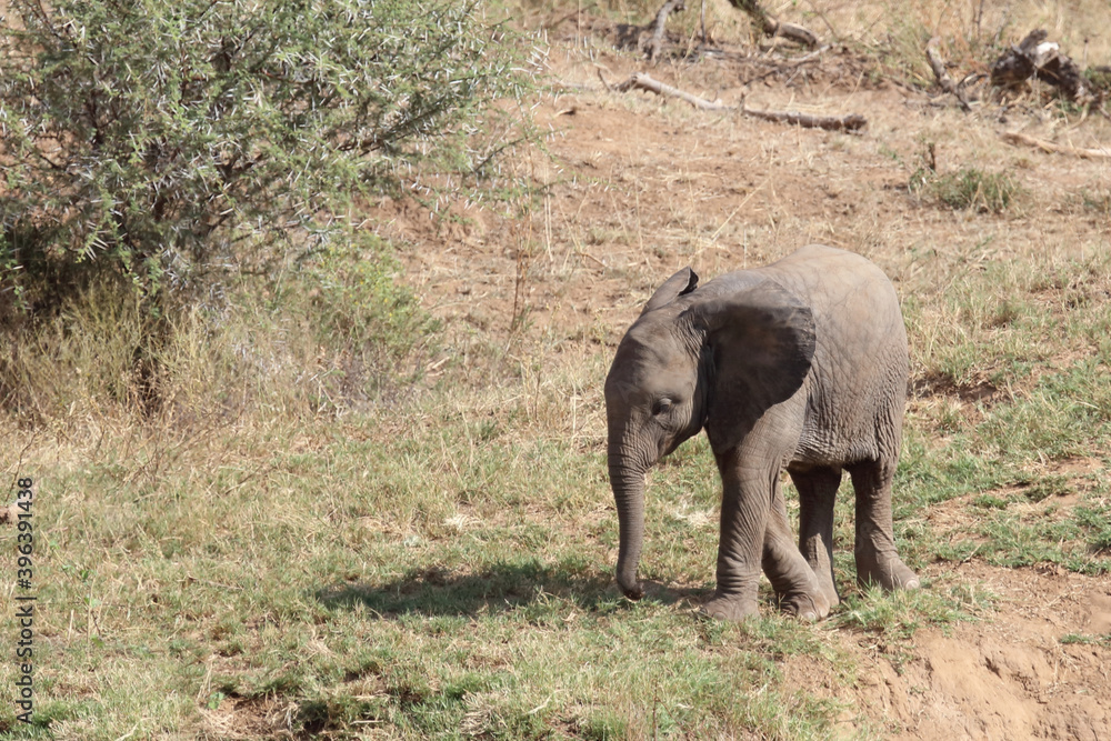 Fototapeta premium Afrikanischer Elefant / African elephant / Loxodonta africana.