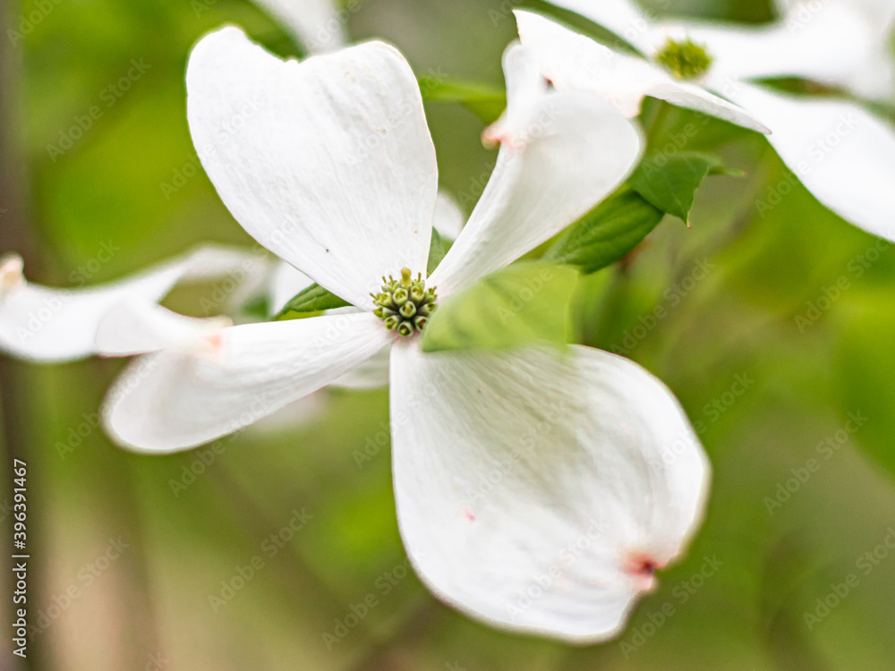 Obraz premium Flower Upclose