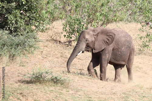 Afrikanischer Elefant   African elephant   Loxodonta africana.