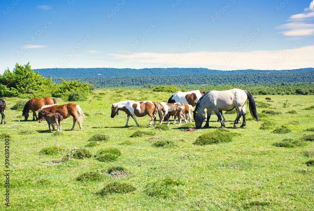 Obraz premium The Urbasa and Andia natural park in Navarra