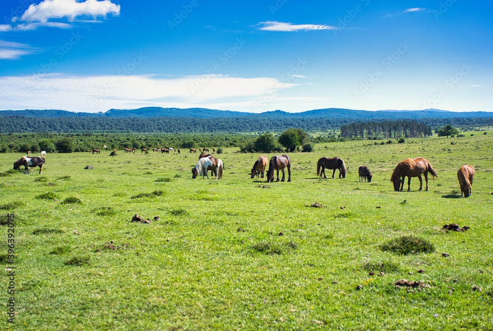 The Urbasa and Andia natural park in Navarra The Urbasa and Andia natural park in Navarra
