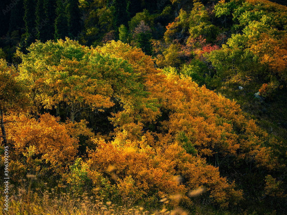 autumn forest in the autumn autumn forest in the autumn