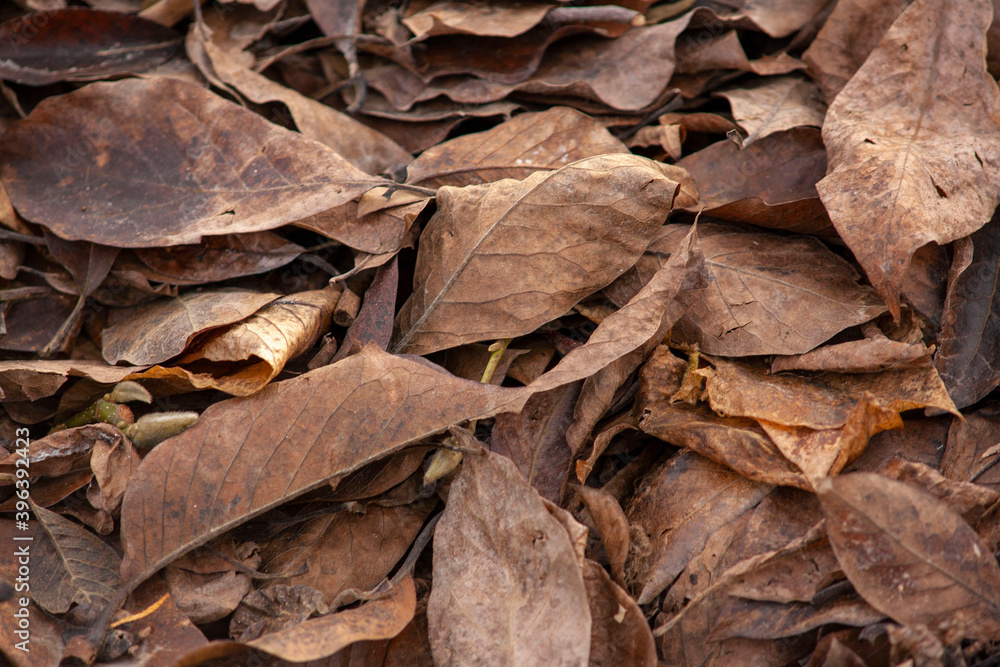 dry leaves close up. dry leaves after frost dry leaves close up. dry leaves after frost