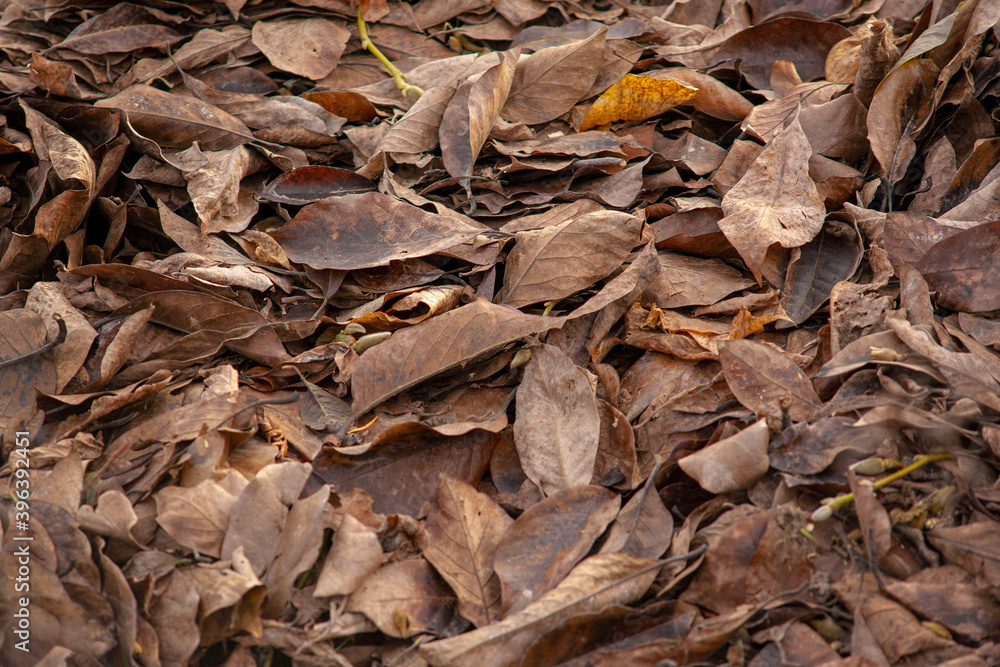 Naklejka premium dry leaves close up. dry leaves after frost