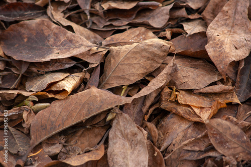 dry leaves close up. dry leaves after frost