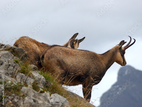 Wallpaper Mural Two chamois (Rupicapra rupicapra) in the Karwendel Mountains in Austria Torontodigital.ca