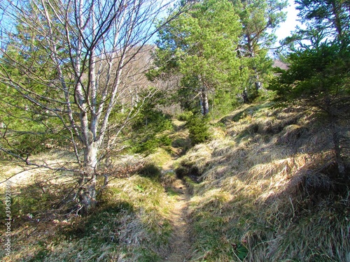 beech and pine forest covering a steep sope