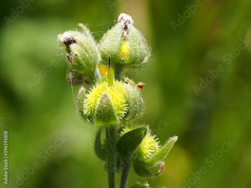 Plant (Cynoglossum clandestinum) photo