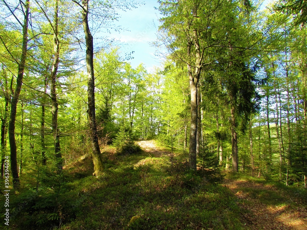 Obraz premium Beech forest with lush foliage in spring