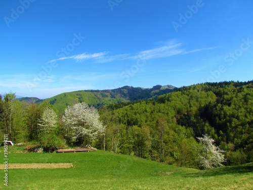 View of Mohor hill in Gorenjska  Slovenia with white blooming apple trees in front