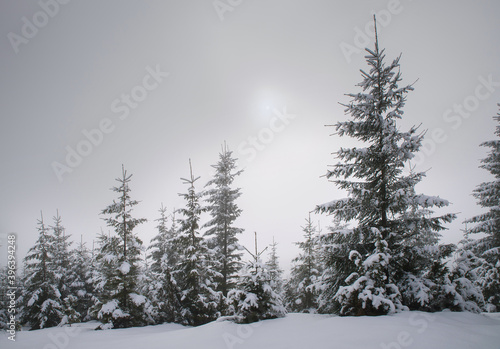 Trees in the mountains, covered with fresh snow and frost. Foggy landscape. Sunrise in the haze.