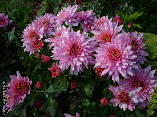 pink and purple chrysanthemum flowers