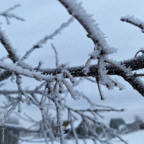 snow covered branches © Рамина Харисова