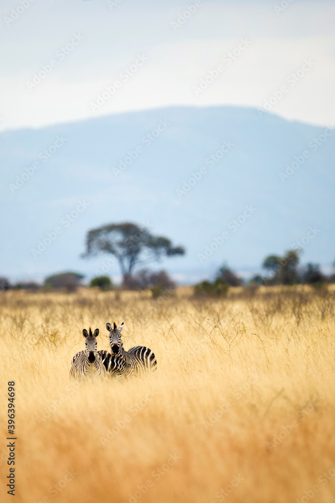 Wild African zebras seen during a safari in a field with tall, dry grass in Tanzania, East Africa - obrazy, fototapety, plakaty 