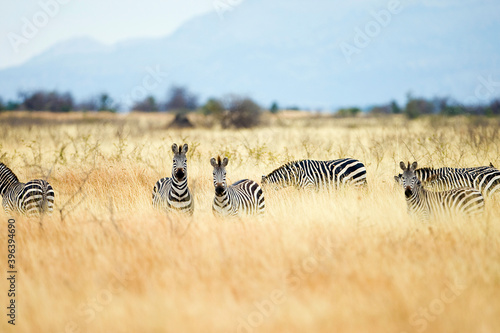 Wild African zebras seen during a safari in a field with tall, dry grass in Tanzania, East Africa