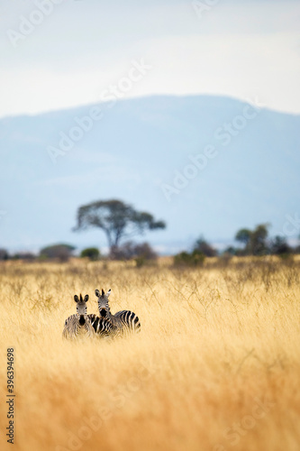 Wild African zebras seen during a safari in a field with tall, dry grass in Tanzania, East Africa