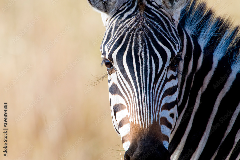 Fototapeta premium Beautiful wild zebra with long eyelashes outside in African savanna