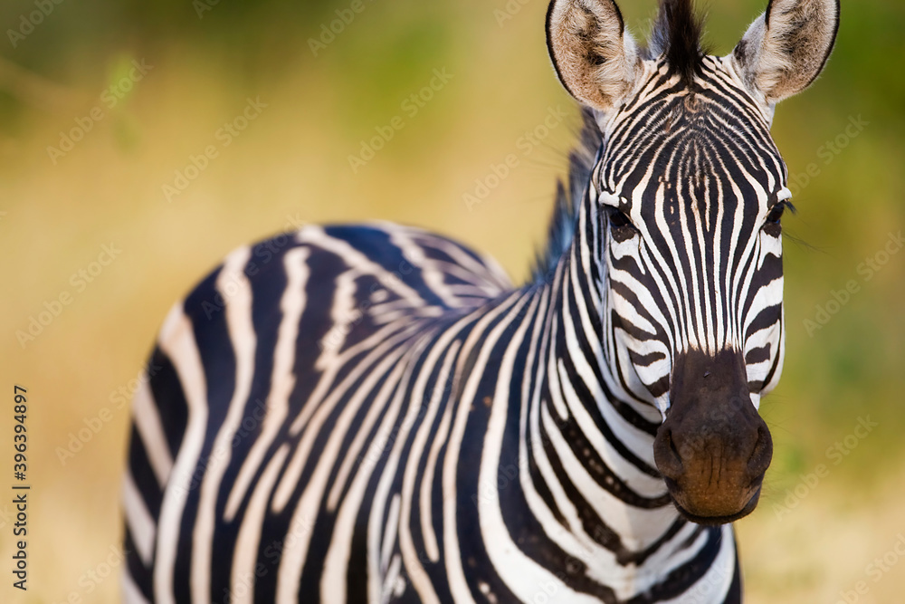 Fototapeta premium Wild zebra in African savanna