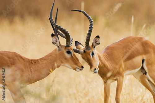 Wild African Impala in Tanzania, East Africa