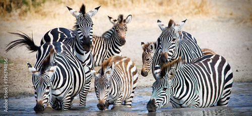 фотографія Herd of wild African Zebra drink from watering hole in Tanzania