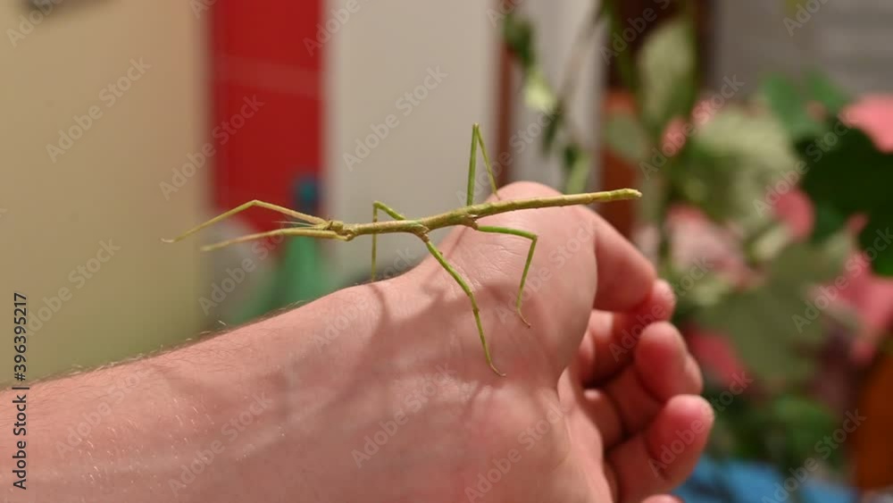 Scenes of life at home: a boy plays holding his stick insect on his hand, in the blurred background the kitchen table where the faunabox is being cleaned. Green leaves can be seen. Scenes of life at home: a boy plays holding his stick insect on his hand, in the blurred background the kitchen table where the faunabox is being cleaned. Green leaves can be seen.