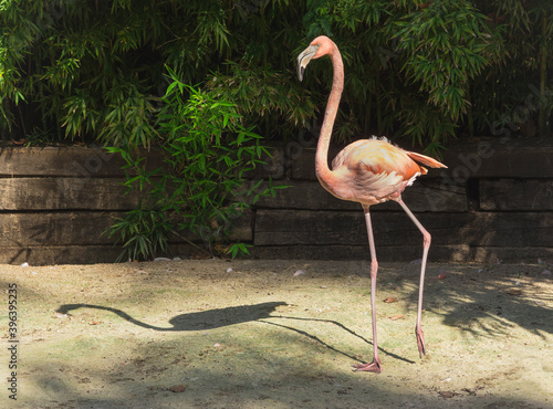 Adult pink flamingo at the zoo