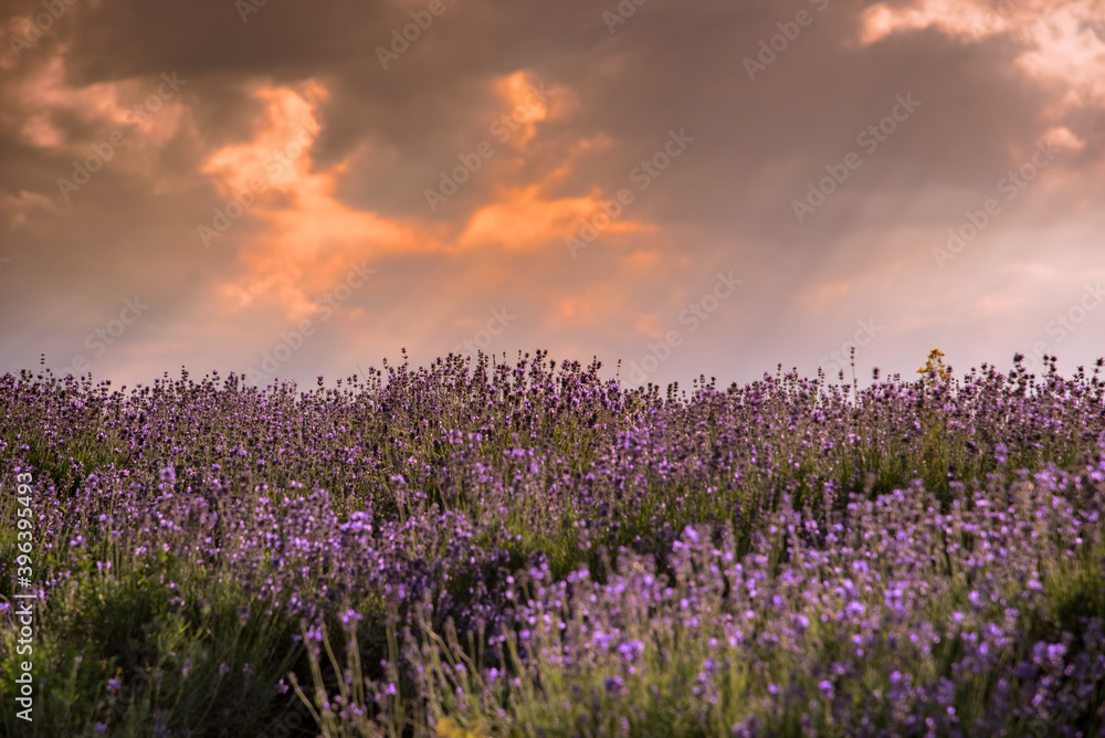 sunset over lavender field landscape in Sale San Giovanni, Langhe, province di Cuneo Italy