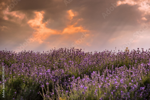 sunset over lavender field landscape in Sale San Giovanni, Langhe, province di Cuneo Italy