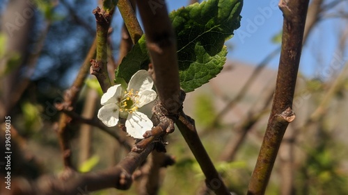 tree blossom