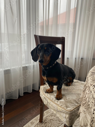 Taksa dog with hand on chair photo