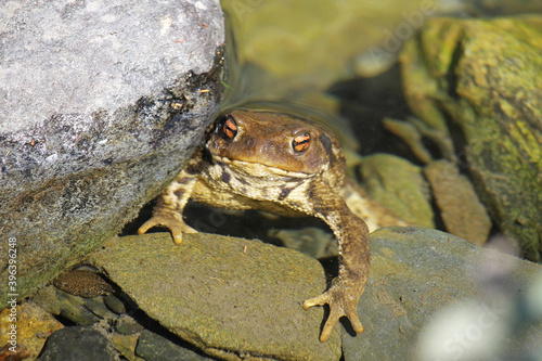 An adult specimen of the common toad (Bufo spinosus) observed on the shore of a mountain stream in the Cantabrian Mountains, northern Spain.