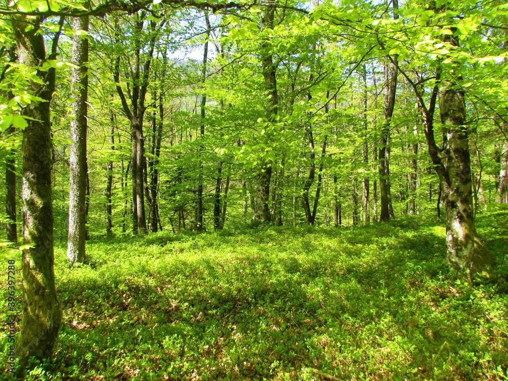 bright green temperate, deciduous forest in spring