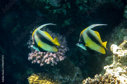 Pennant coralfish (Heniochus acuminatus, longfin bannerfish) in Red Sea, Egypt. Pair of tropical striped black and yellow fish in a coral reef. Close-up, side view. Underwater photo.