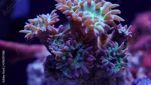duncan coral rejecting pellet food time lapse photo