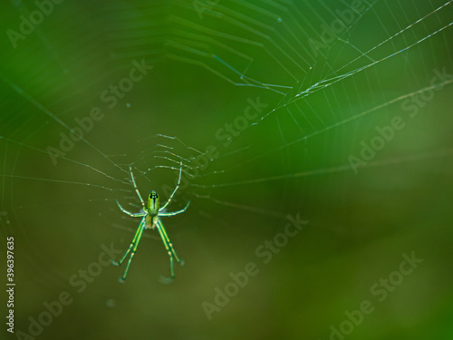 Green Spider on a web