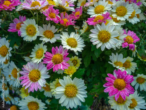 colorful crysanthemums in the garden